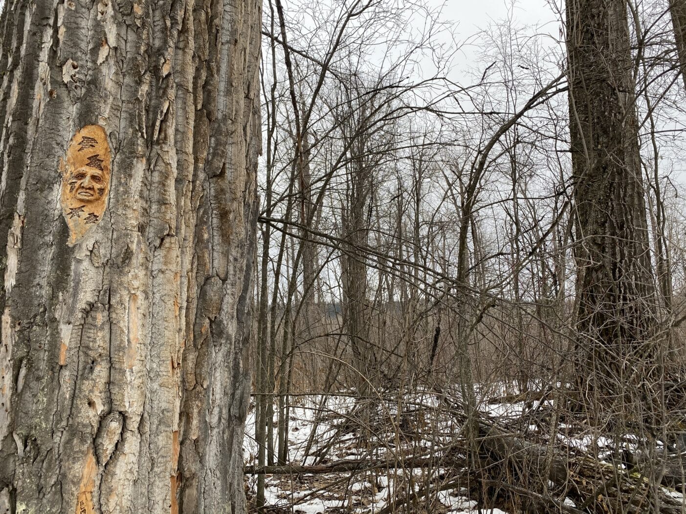 tree trunk with a face carved into it