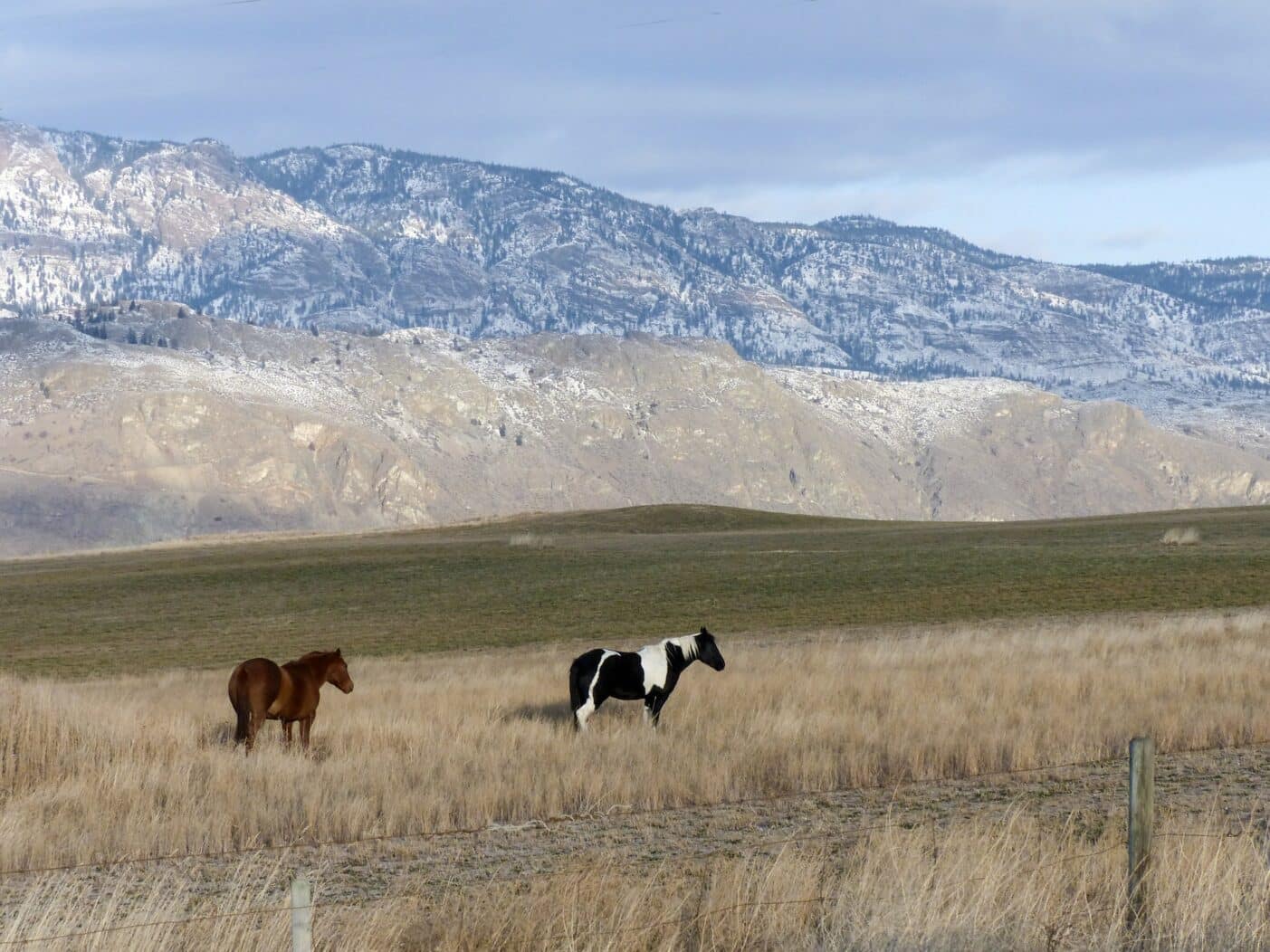 two horses standing in a field backed with mountains