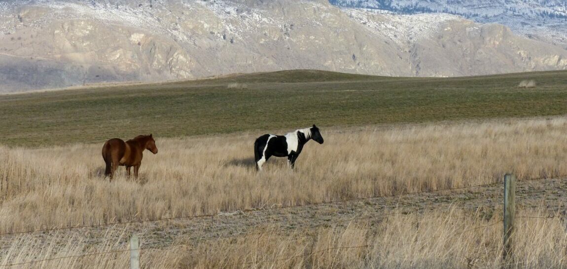 two horses standing in a field backed with mountains